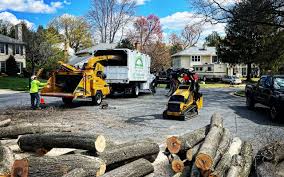 Tree and Shrub Care in Sandy, OR